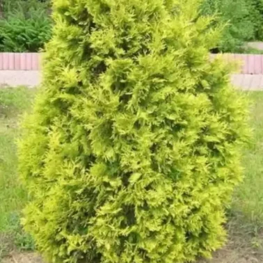 Туя западная Европа голд 5л, 1-1,2м