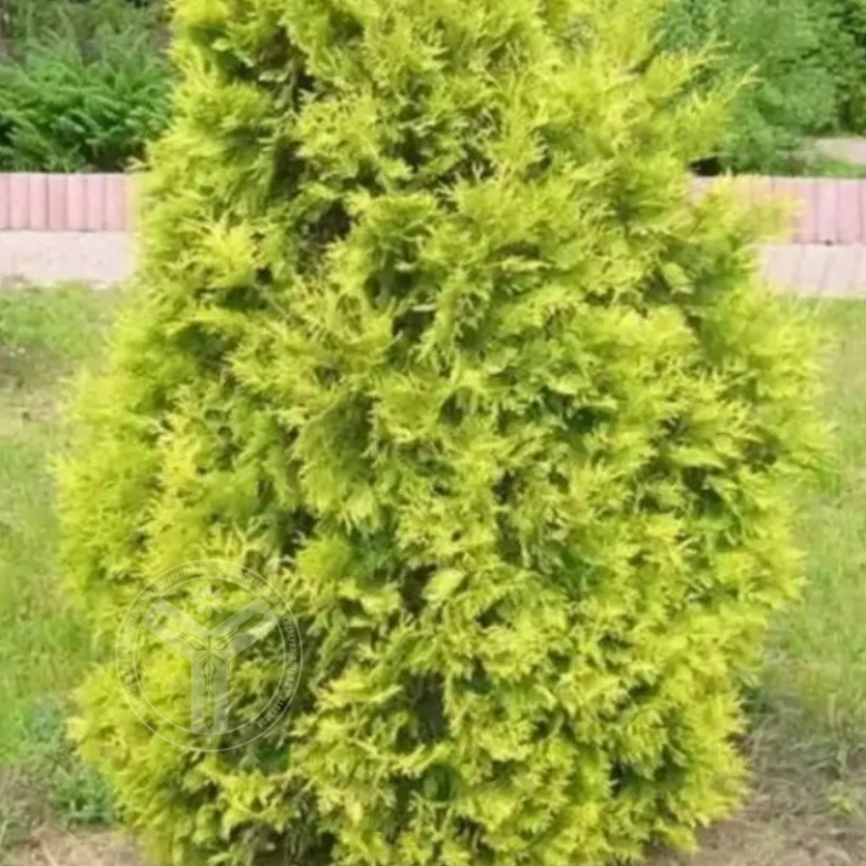 Туя западная Европа голд 5л, 1-1,2м