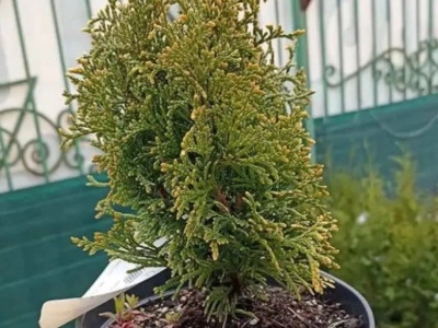 Туя западная Голден тип 5л, 1-1,2м