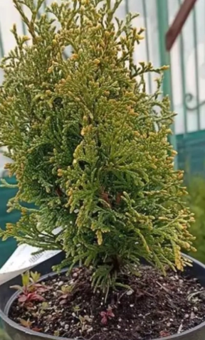 Туя западная Голден тип 5л, 1-1,2м