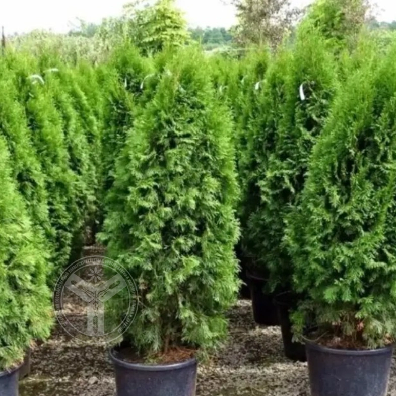 Туя западная Смарагд Вариегатта 5л, 1-1,2м