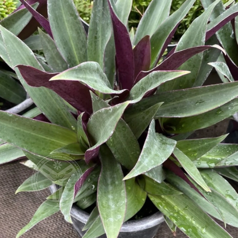 Традесканция 5л