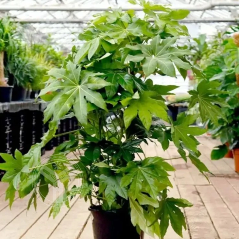 Фатсия 5л