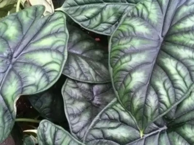 Алоказия 5л